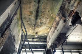 Best Forensic Mold Investigation  in Bay Minette, AL